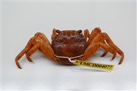 藏品(白紋方蟹)的圖片